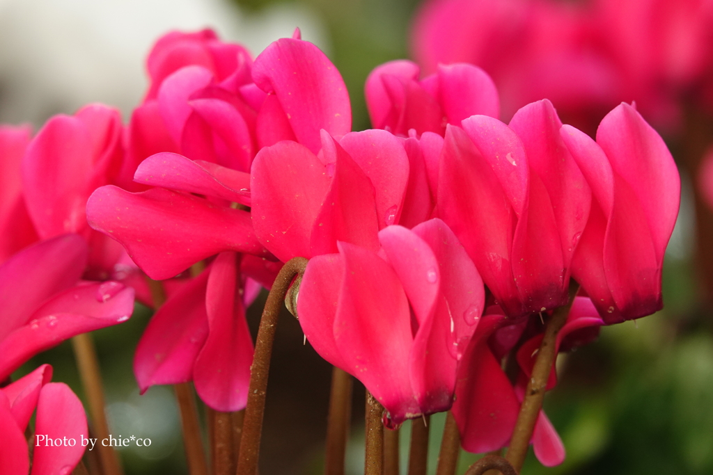 ガーデンシクラメン-004