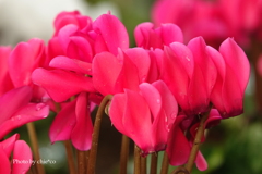 ガーデンシクラメン-004