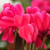 ガーデンシクラメン-004