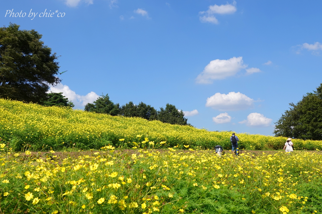 昭和記念公園-204