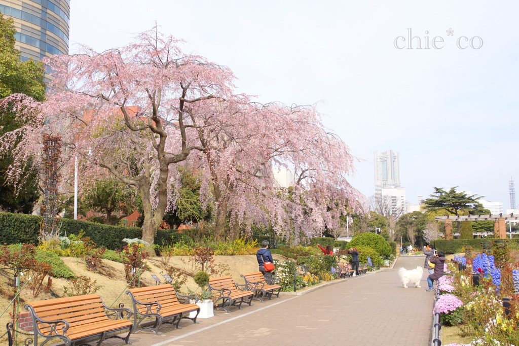 しだれ桜咲く・・山下公園～5