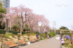 しだれ桜咲く・・山下公園～5