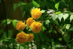山吹。。