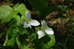 大花の延齢草（えんれいそう）。。