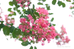 百日紅・・-007