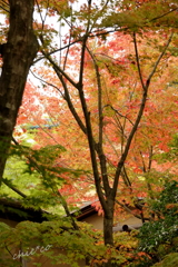 箱根美術館庭園-186