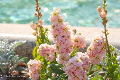 港の見える丘公園-179