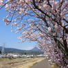 春めき桜-136