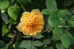 山手イタリア山庭園-001