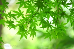 鎌倉-301