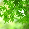鎌倉-301
