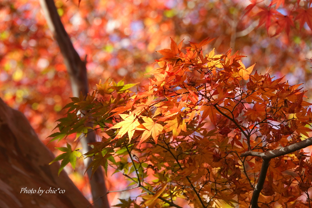 鎌倉長谷寺-107