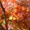 鎌倉長谷寺-107