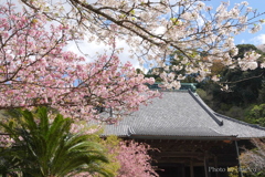 鎌倉～桜の季節-270