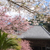 鎌倉～桜の季節-270