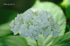 横浜山手イタリア山庭園-197