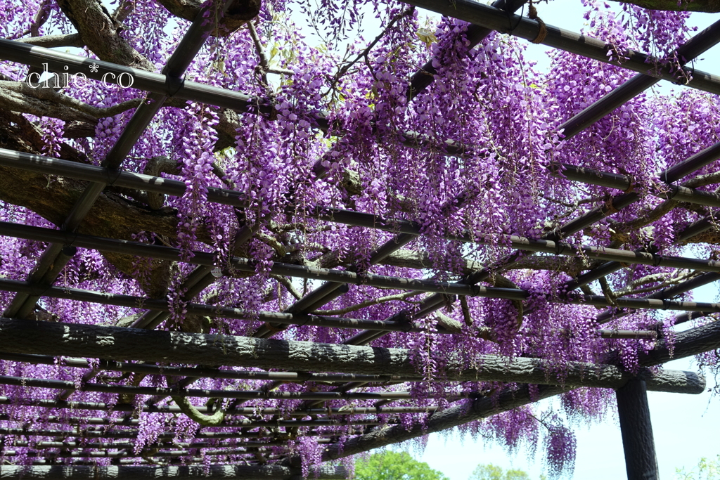 横須賀しょうぶ園-216