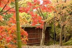 箱根美術館庭園-208