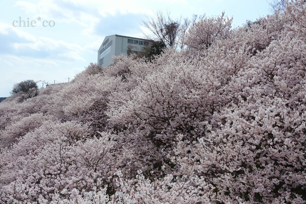 春めき桜-179