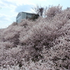 春めき桜-179