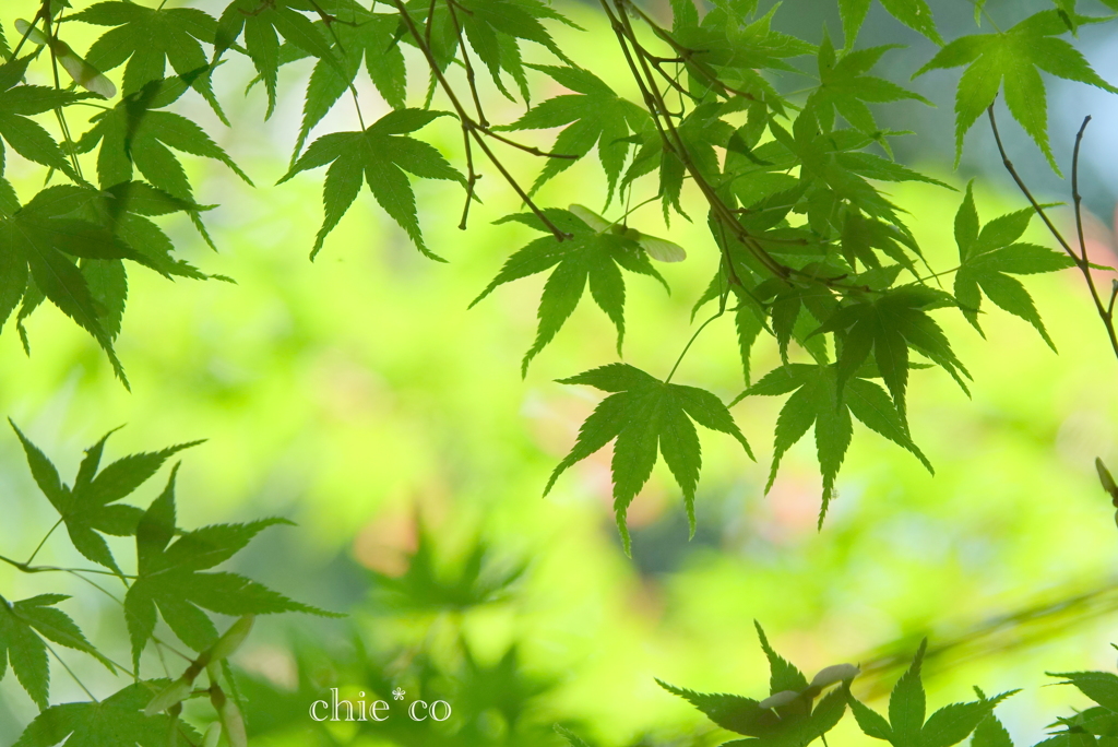 久良岐公園-228