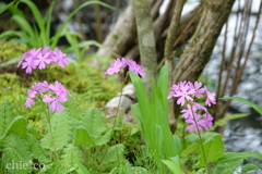 箱根湿生花園-220