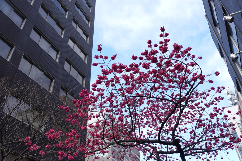 関内の早咲き桜-003