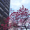 関内の早咲き桜-003
