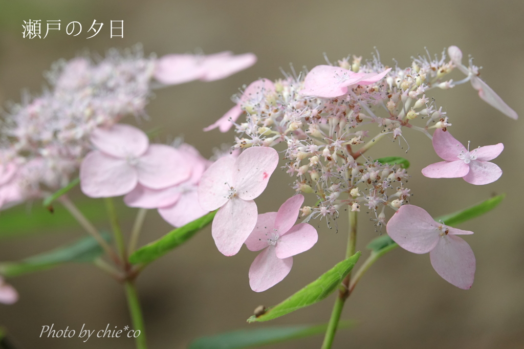 瀬戸神社の山あじさい-251