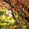 箱根湿生花園-013