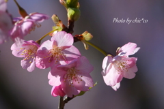 三浦海岸の河津桜-127