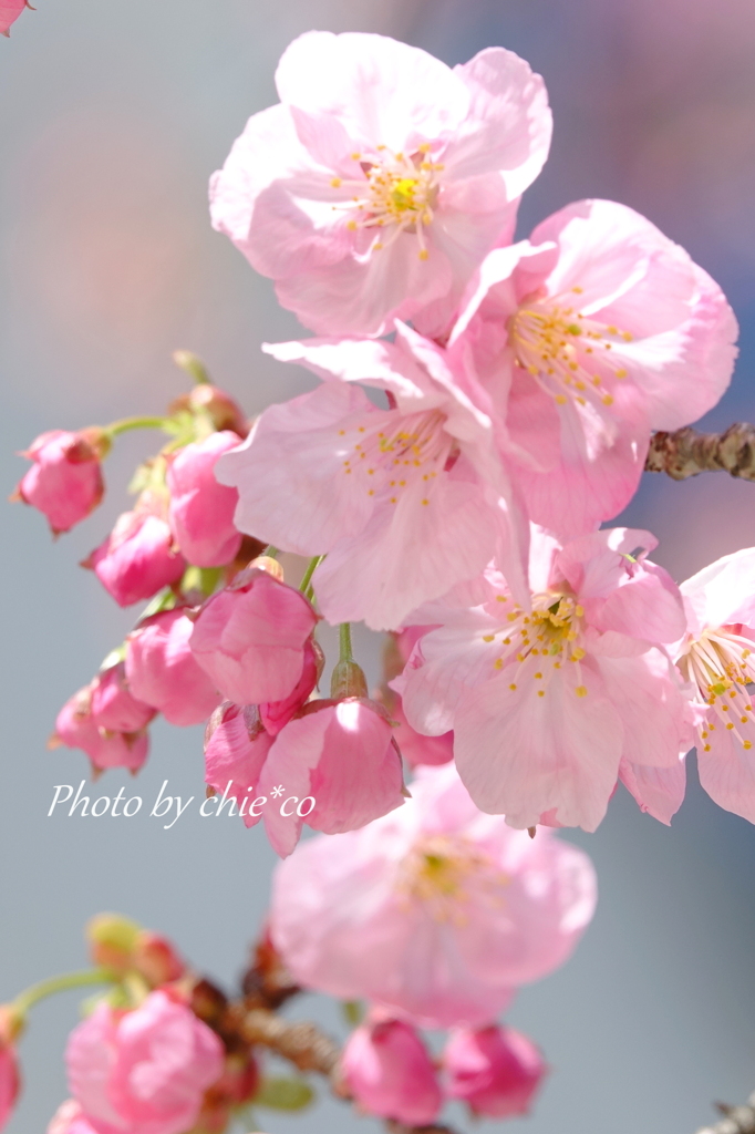横浜関内の早咲き桜-120
