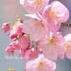 横浜関内の早咲き桜-120