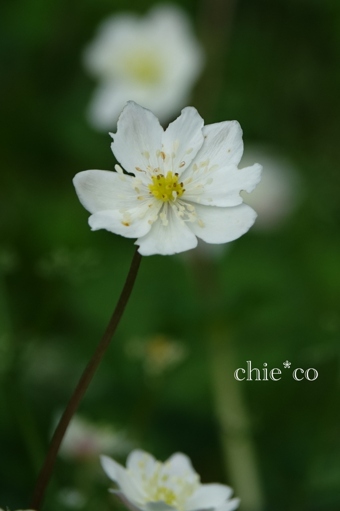 箱根湿生花園-227