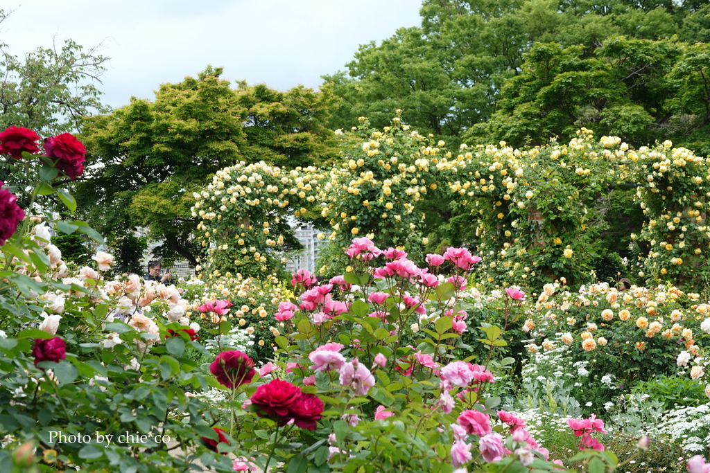 港の見える丘公園-092