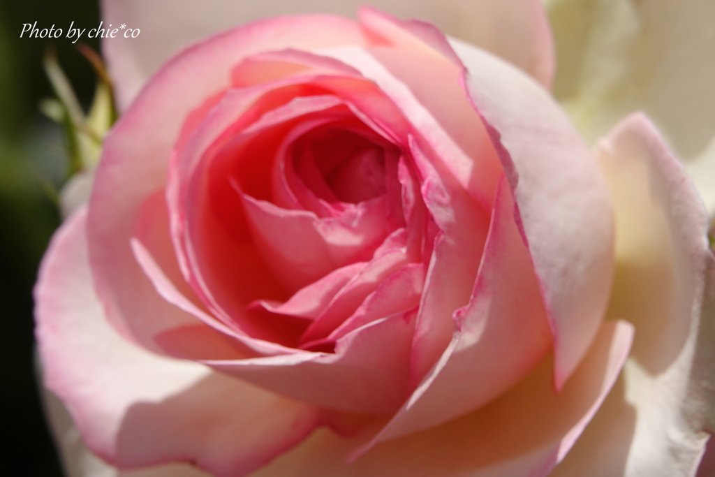 薔薇の咲く山下公園-209