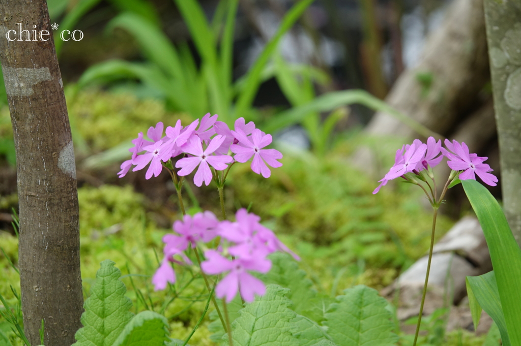 箱根湿生花園-221