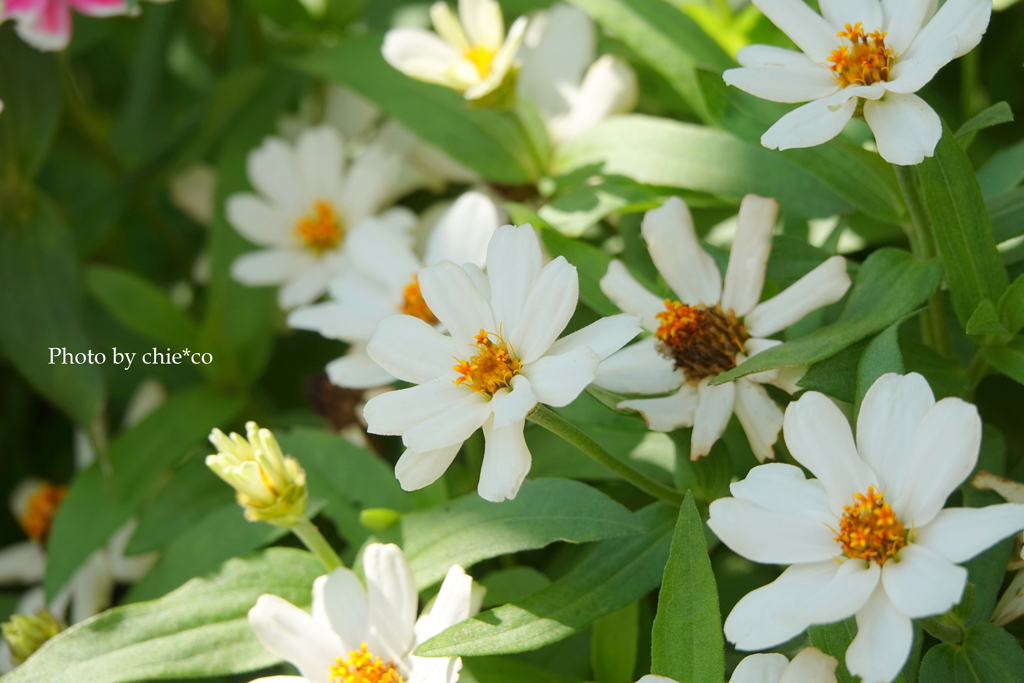 アメリカ山公園-079