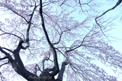 山下公園のしだれ桜-001