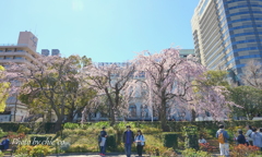 Yokohama-263