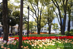 横浜公園-100