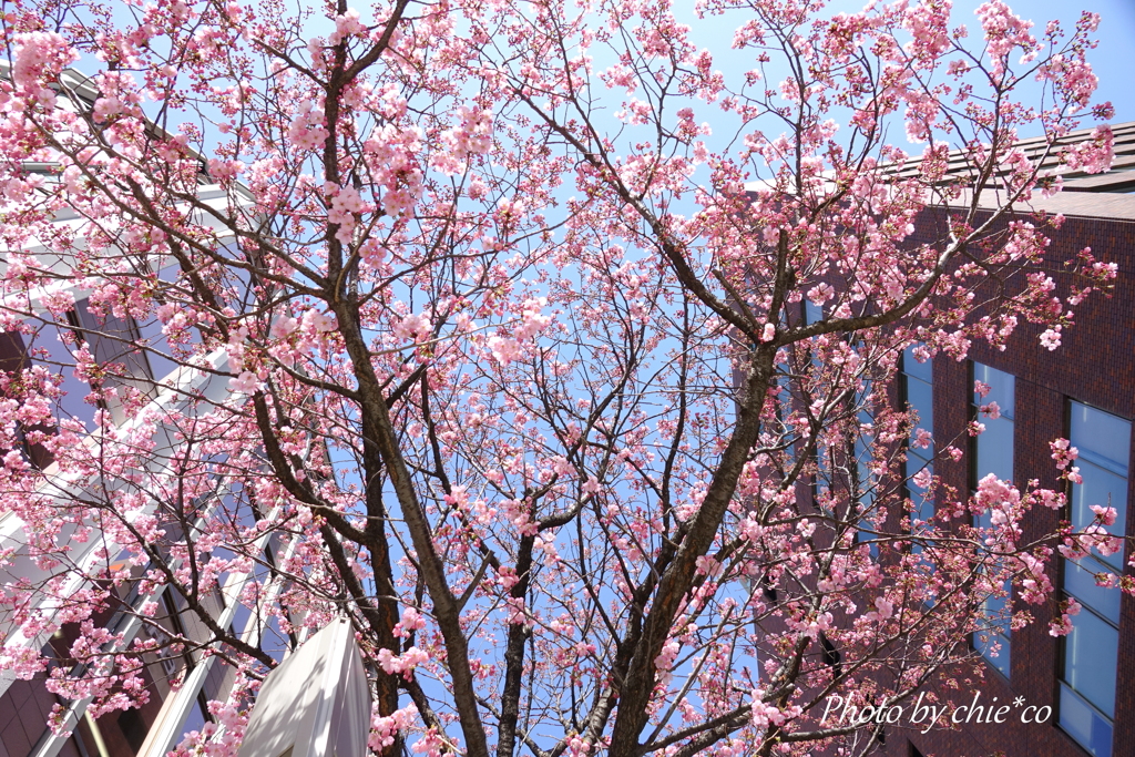 横浜関内の早咲き桜-126
