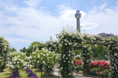 薔薇の咲く山下公園-182