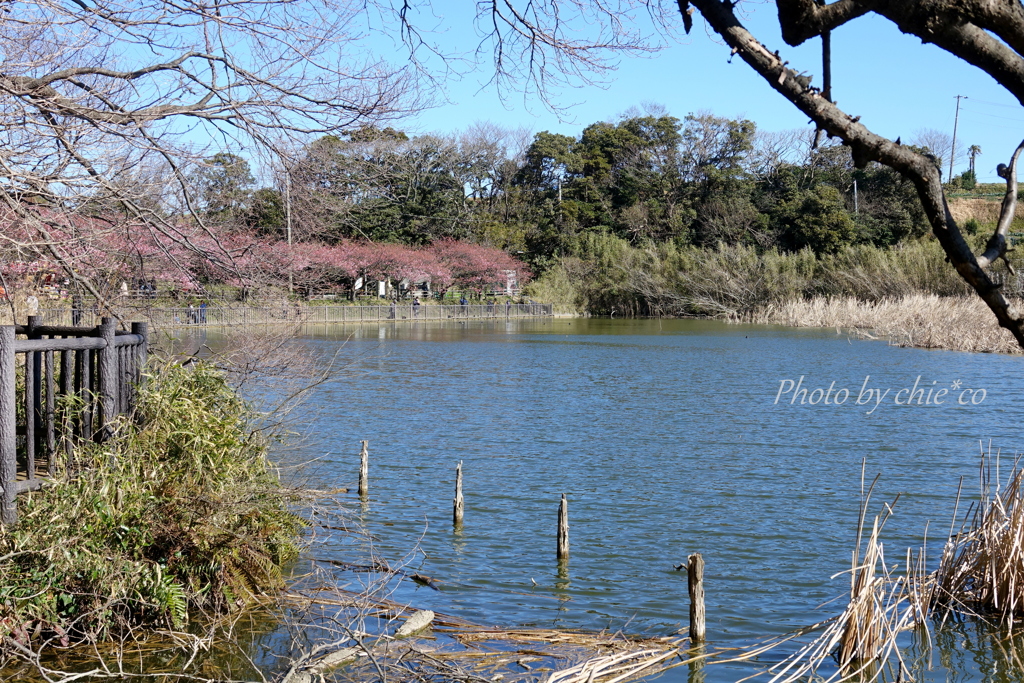 三浦海岸の河津桜-124