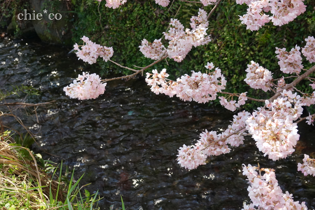 春めき桜-166