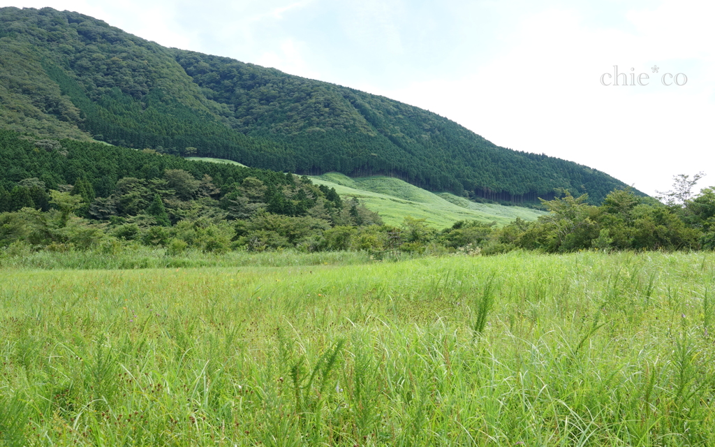 緑の湿原。。1