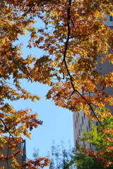 Yokohama-098