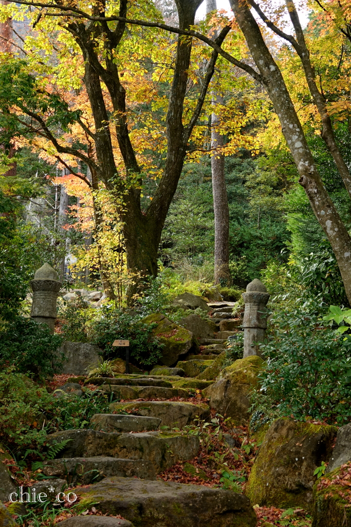 岡田美術館庭園-076