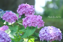 イタリア山庭園-175