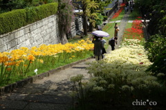 西方寺-257